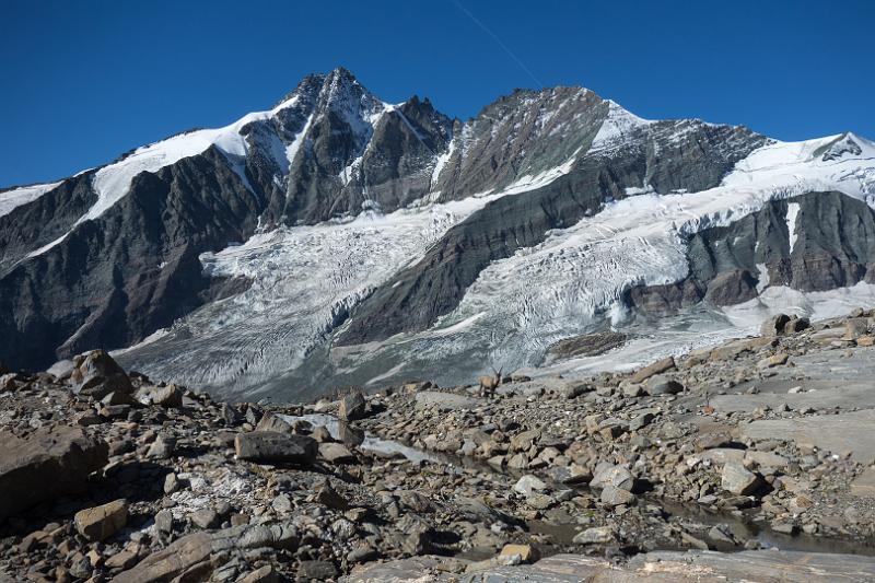 150829_0904_T05575_HoheRiffl_hd.jpg - Steinbock, Pasterze und Großglockner