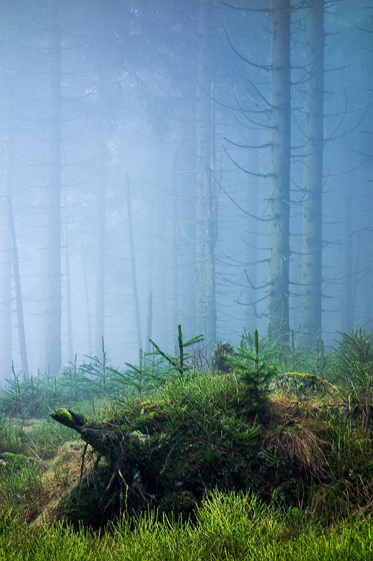 151230_0944_T06324_Rennsteig_hd.jpg - Wald im Nebel, Rennsteig