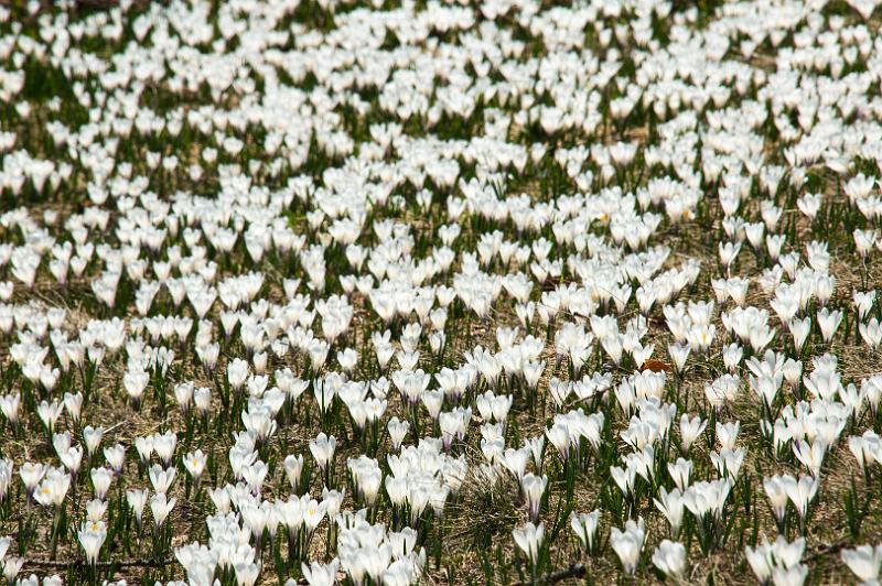 160508_1314_T05397_Hochaelpele.jpg - Krokusblüte am Hochälpele