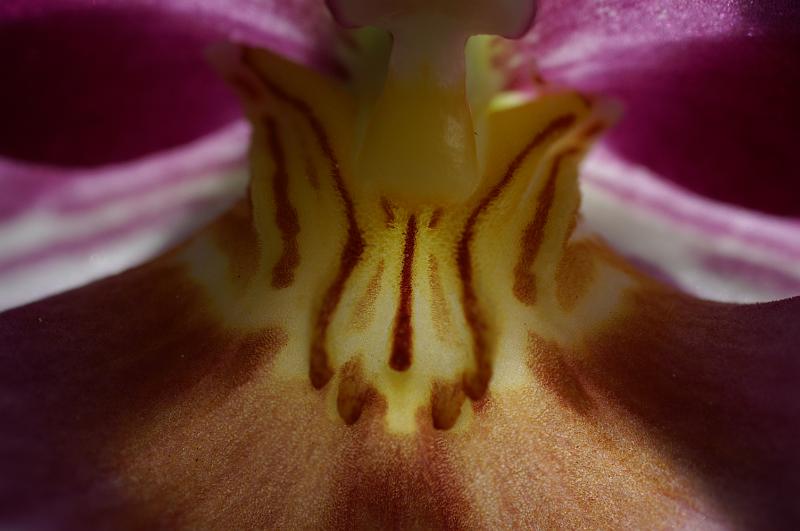PICT2525.JPG - Orchidee