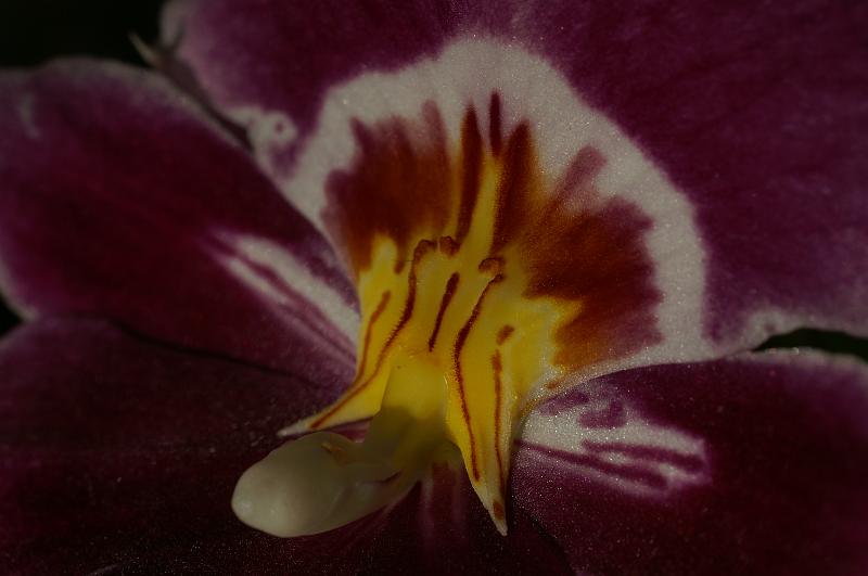 PICT2526.JPG - Orchidee