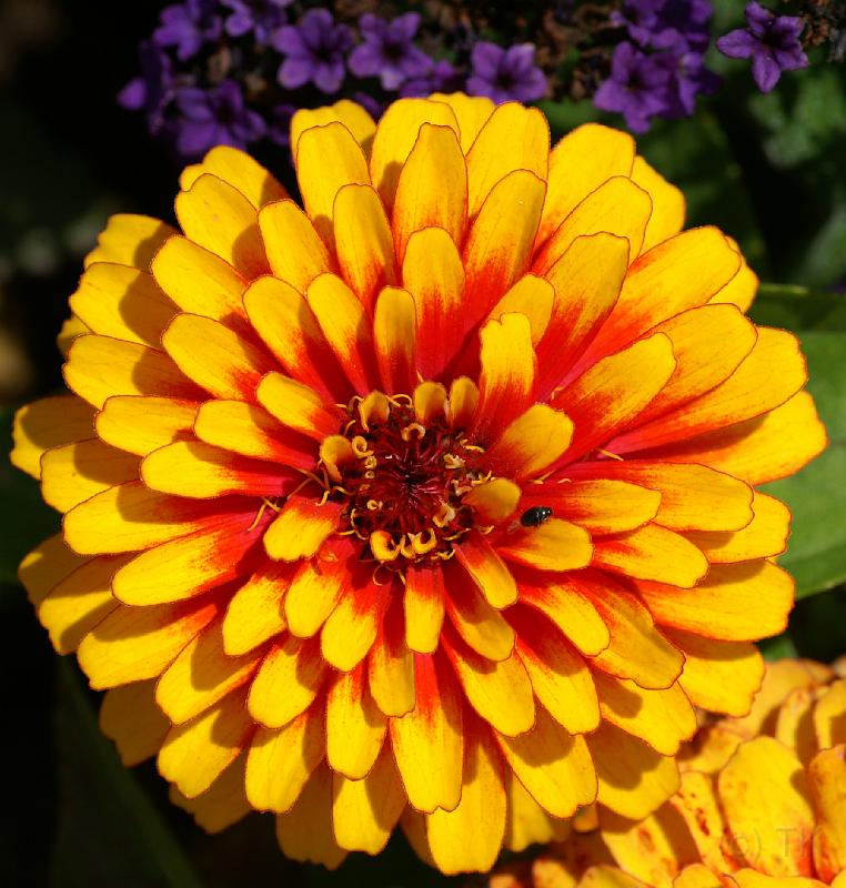 PICT81702_080629_LGS_Neu-Ulm_c.jpg - Landesgartenschau 2008 Neu-Ulm, Dahlie