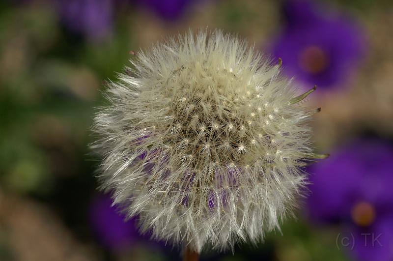 PICT86856_080513_BotGart.jpg - Botanischer Garten München, Pusteblume