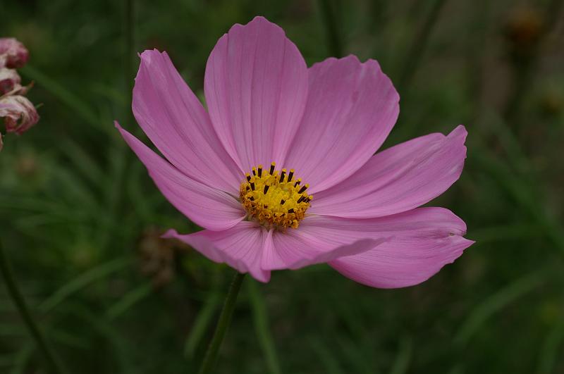 PICT96220_090712_BotGart.jpg - Botanischer Garten München