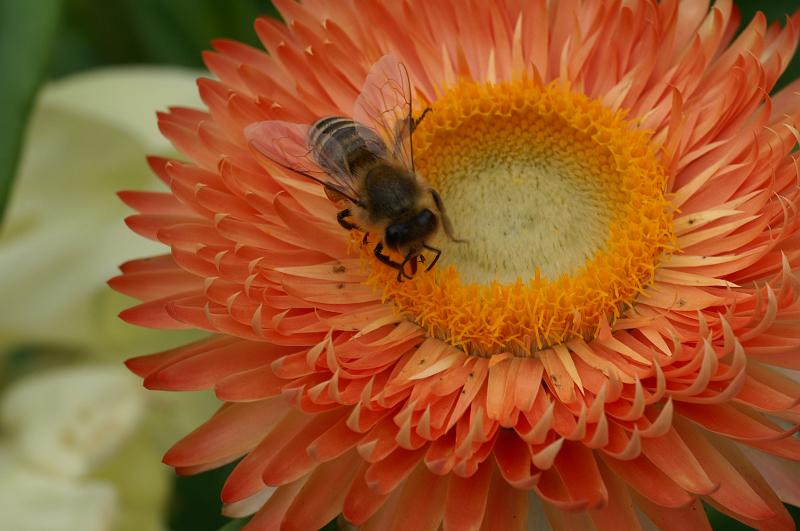 PICT96226_090712_BotGart.jpg - Botanischer Garten München