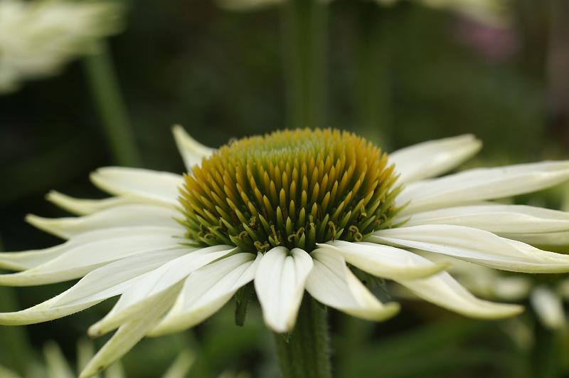 PICT9A2542_090712_BotGart.JPG - Botanischer Garten München