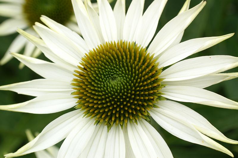 PICT9A2544_090712_BotGart.JPG - Botanischer Garten München