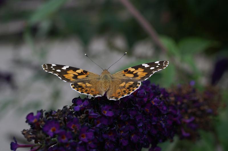 PICT9A2617_090712_BotGart.JPG - Botanischer Garten München