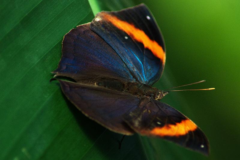 110311_ADSC00331_Schmetterlinge.jpg - Schmetterling, Botanischer Garten München