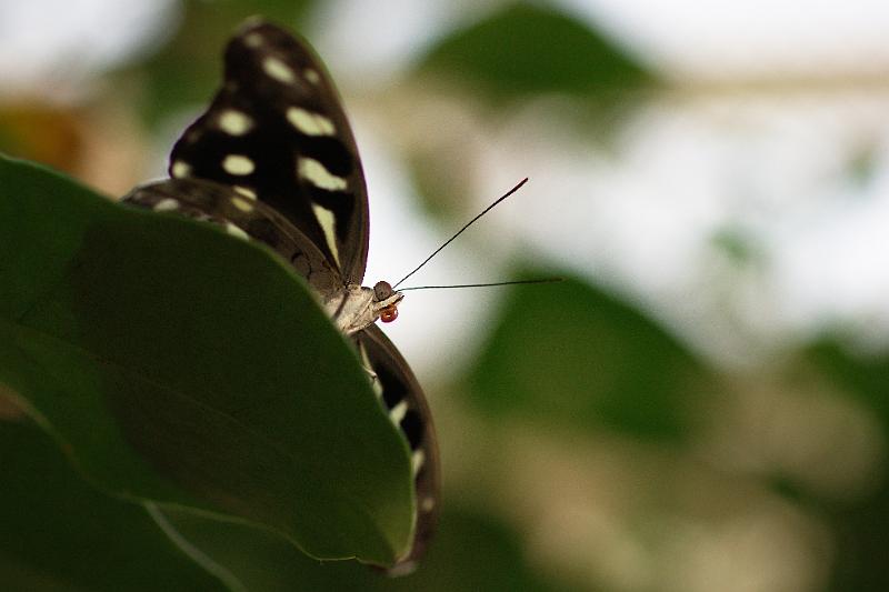 110311_ADSC00416_Schmetterlinge.jpg - Schmetterling, Botanischer Garten München