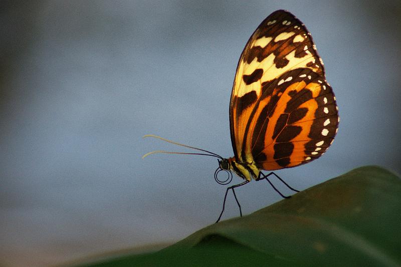 110311_ADSC00481_Schmetterlinge.jpg - Schmetterling, Botanischer Garten München