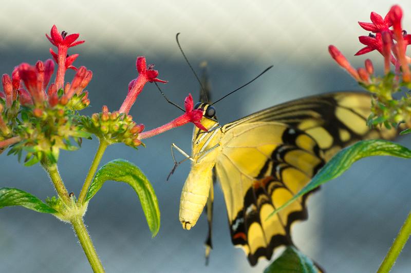 110311_T4528_Schmetterlinge.jpg - Schmetterling, Botanischer Garten München