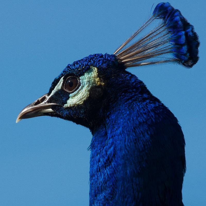 110403_T4930_WildparkPoing.jpg - Pfau, Wildpark Poing
