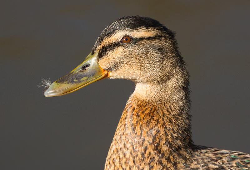 110403_T4942_WildparkPoing.jpg - Ente, Wildpark Poing