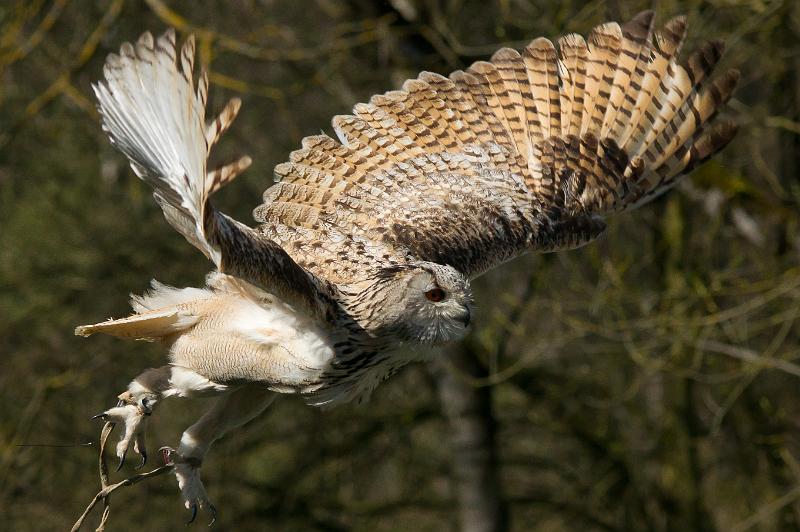 110403_T4982_WildparkPoing.jpg - Uhu, Wildpark Poing