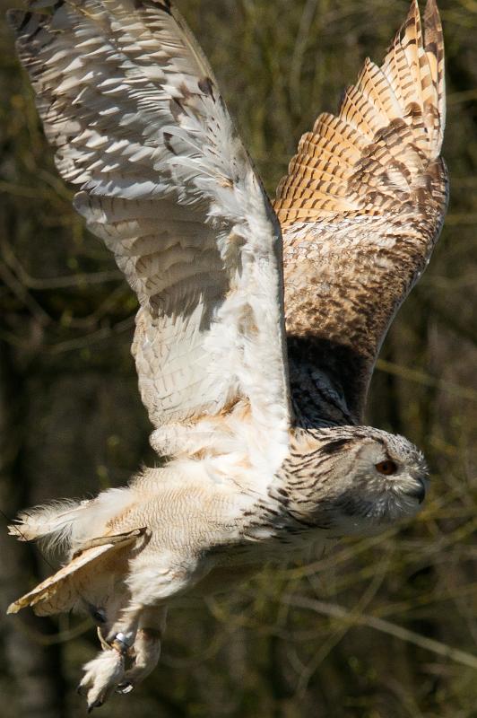 110403_T4983_WildparkPoing.jpg - Uhu, Wildpark Poing