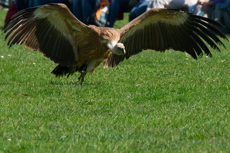 110403_T4991_WildparkPoing.jpg - Gänsegeier, Wildpark Poing