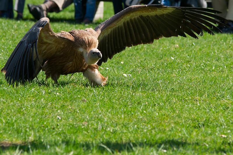 110403_T4992_WildparkPoing.jpg - Gänsegeier, Wildpark Poing