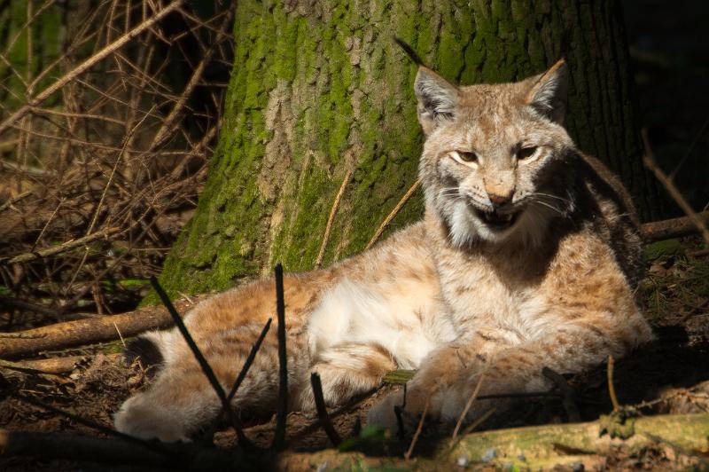 110403_T5055_WildparkPoing.jpg - Luchs, Wildpark Poing