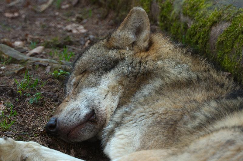 110403_T5066_WildparkPoing.jpg - Wolf, Wildpark Poing