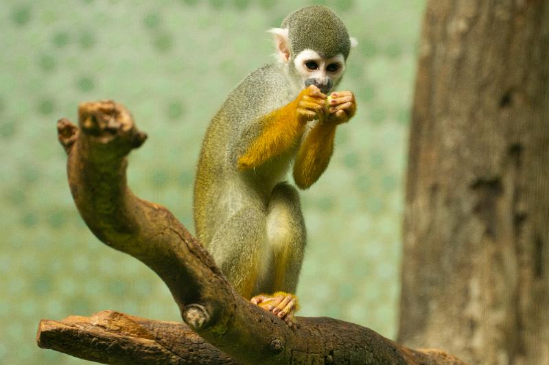 110822_T7275_Hellabrunn.jpg - Totenkopfäffchen, Tierpark Hellabrunn