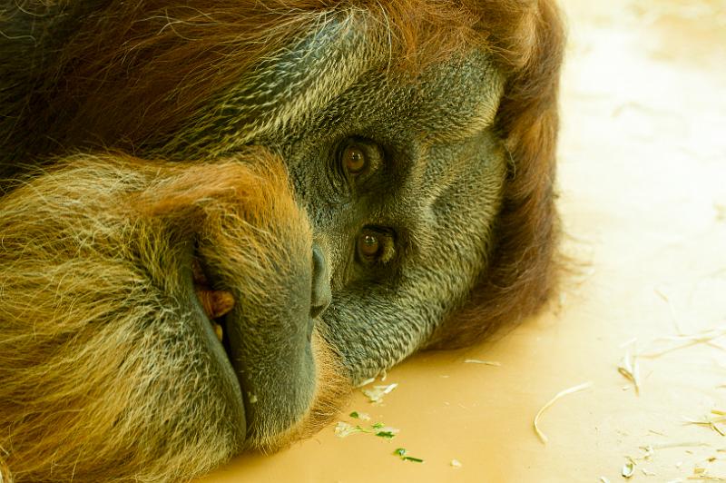 120815_1022_T02433_Hellabrunn.jpg - Orang-Utan