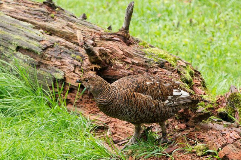 130512_0910_A07565_Bayerwald_hd.jpg - Nationalpark Bayerischer Wald, Fotoworkshop im Tiergehege
