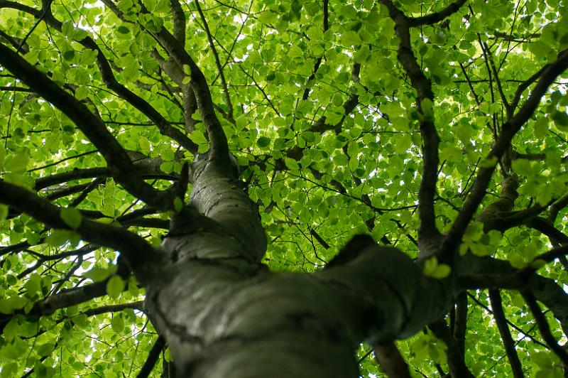 130512_1307_T00753_Bayerwald_hd.jpg - Nationalpark Bayerischer Wald, Fotoworkshop im Tiergehege