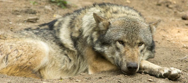 130721_0916_T00763_Poing_hd.jpg - Wolf, Wildpark Poing