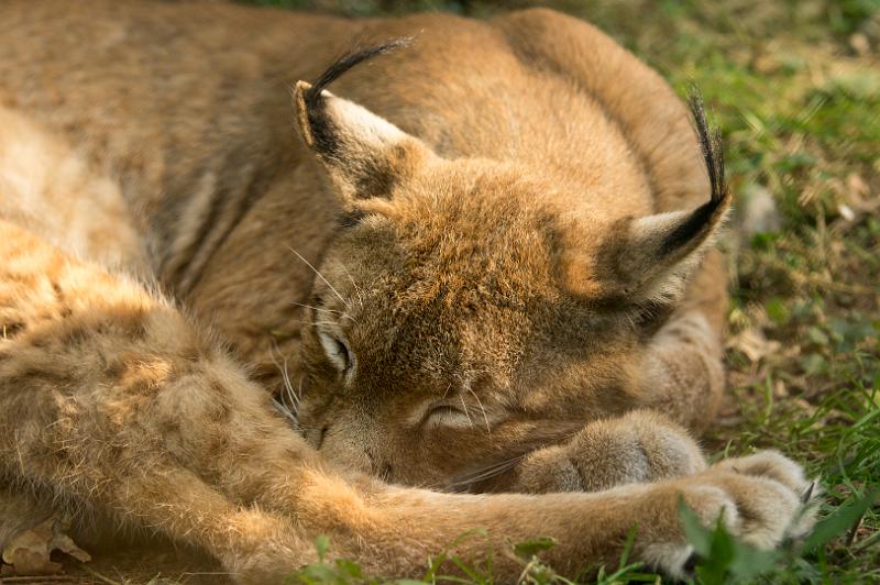 130721_0948_T00805_Poing_hd.jpg - Luchs, Wildpark Poing