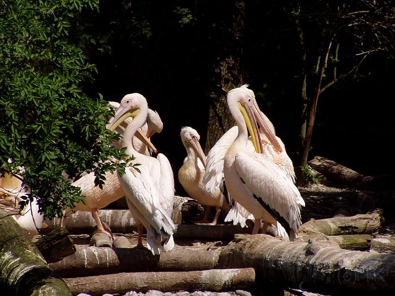 P1010071_040520_Hellabrunn_Pelikane.jpg - Pelikane im Tierpark Hellabrunn, München