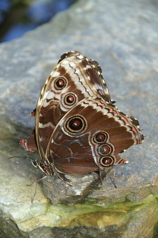 PICT50344_050402_BotGartM_Schmetterling.jpg - Schmetterling, Botanischer Garten München
