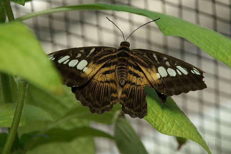 PICT50350_050402_BotGartM_Schmetterling_c.jpg - Schmetterling, Botanischer Garten München