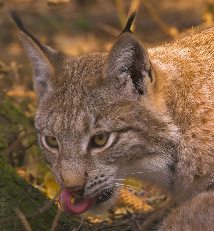 PICT66499_060409_Poing_Luchs_c-01.jpg - Luchs, Wildpark Poing