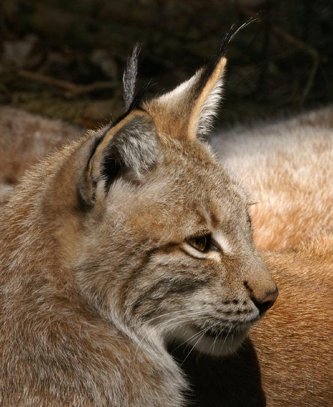 PICT66543_060408_Poing_Luchs_c.jpg - Luchs, Wildpark Poing