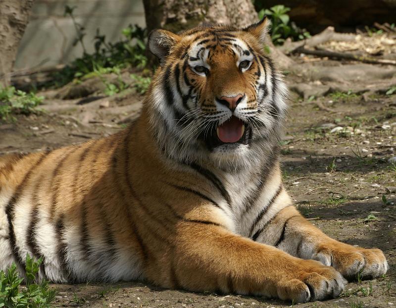 PICT66926_060501_Hellabrunn_Tiger_c.jpg - Tiger im Tierpark Hellabrunn, München