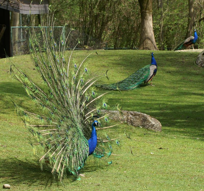 PICT66927_060501_Hellabrunn_Pfau_c.jpg - Pfauen im Tierpark Hellabrunn, München