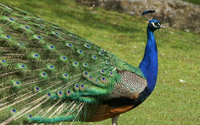 PICT66938_060501_Hellabrunn_Pfau_c.jpg - Pfau im Tierpark Hellabrunn, München