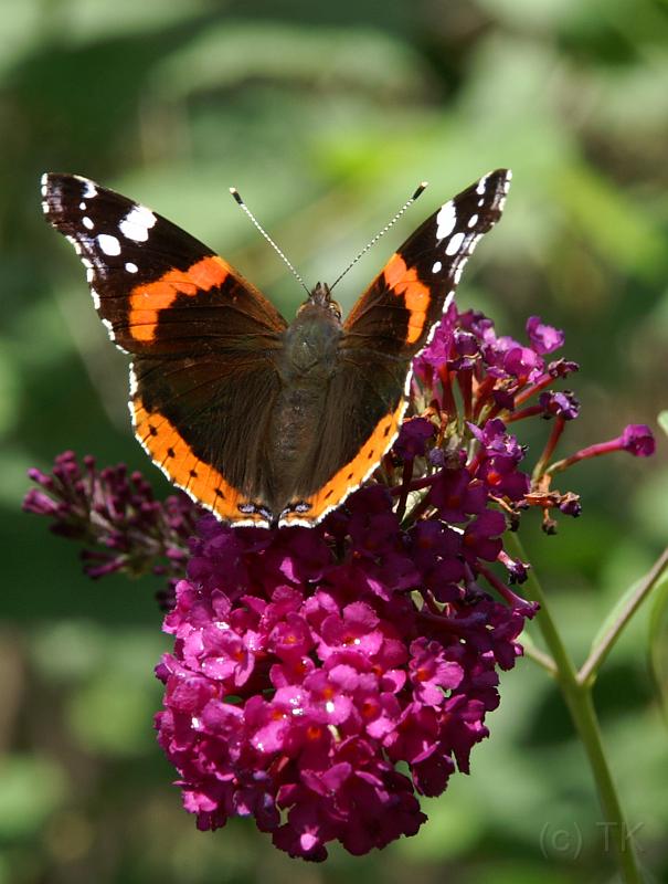 PICT68920_060811_Schmetterling_c.jpg - Schmetterling auf Sommerflieder