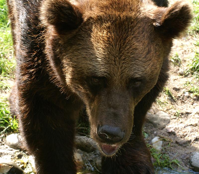 PICT69102_060826_Hellabrunn_Braunbaer_c.jpg - Braunbär im Tierpark Hellabrunn, München