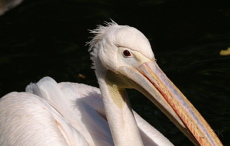 PICT69120_060826_Hellabrunn_Pelikan_c.jpg - Pelikan im Tierpark Hellabrunn, München