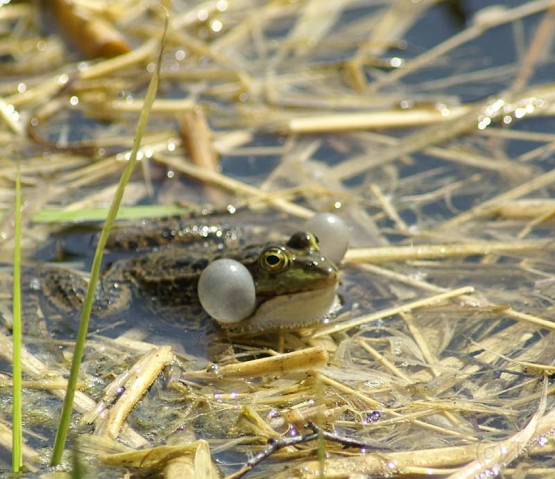 PICT70284_070422_5_BotGartM_Frosch_c.jpg - Frosch im Botanischen Garten, München