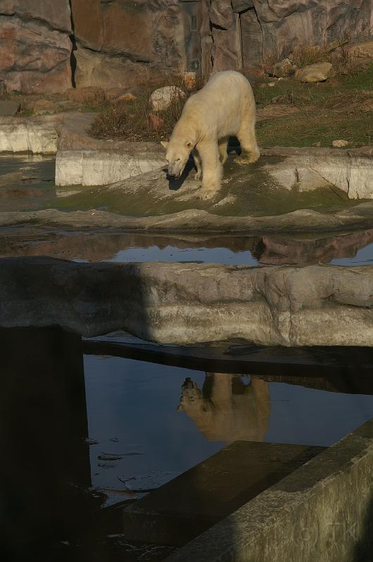 PICT75169_071228_ZOOM.jpg - Eisbär, ZOOM / Gelsenkirchen