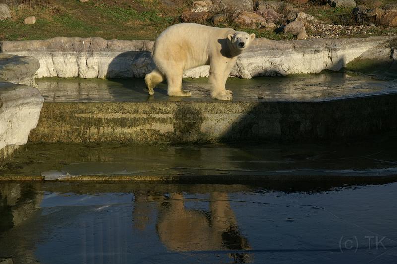 PICT75183_071228_ZOOM.jpg - Eisbär, ZOOM / Gelsenkirchen