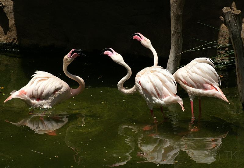 PICT81597_080626_FuengirolaZoo_c.jpg - Zwei gegen einen ...