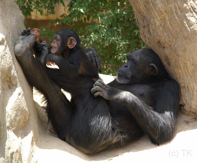 PICT81827_080626_FuengirolaZoo_A_c.jpg - Mama, Du hast ja ganz schwarze Füße!