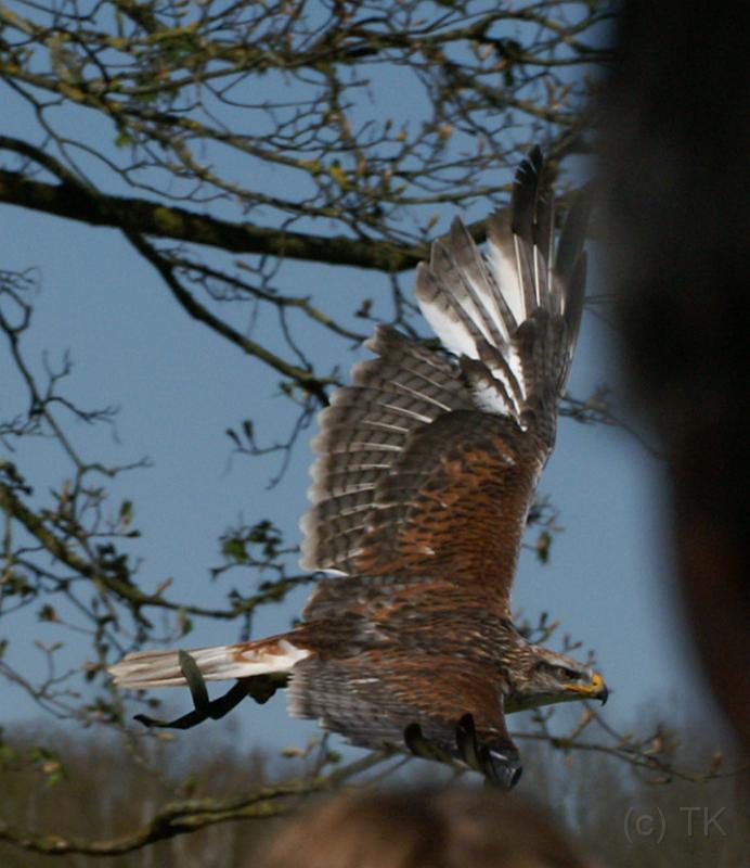 PICT85854_080420_Poing_c.jpg - Bussard