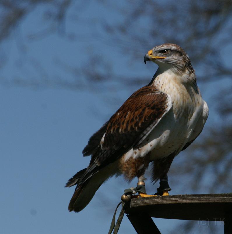 PICT85869_080420_Poing_c.jpg - Bussard