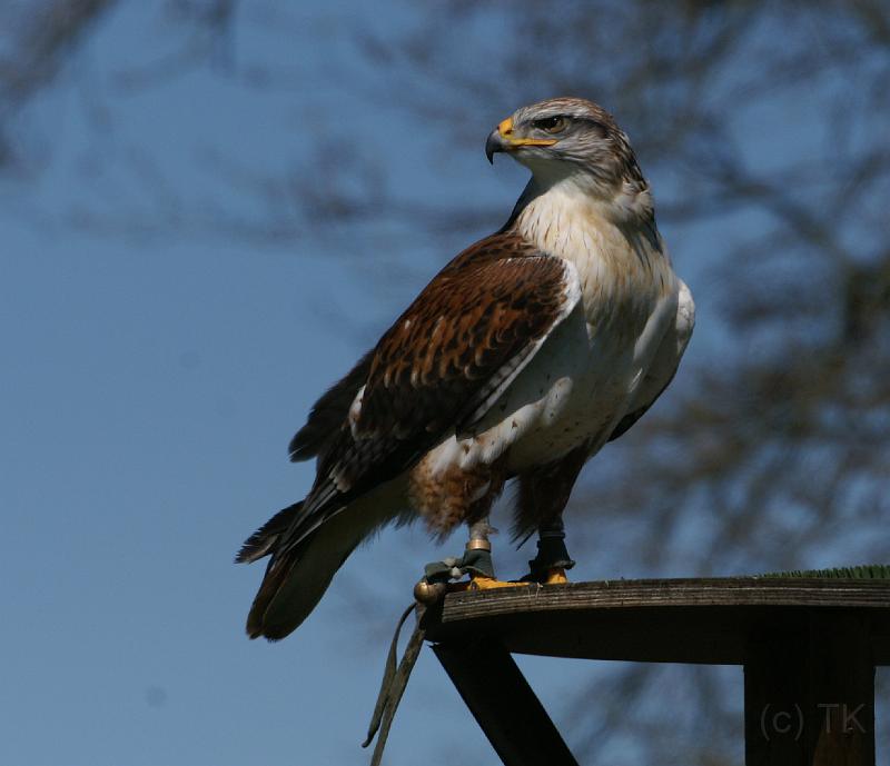 PICT85870_080420_Poing_c.jpg - Bussard