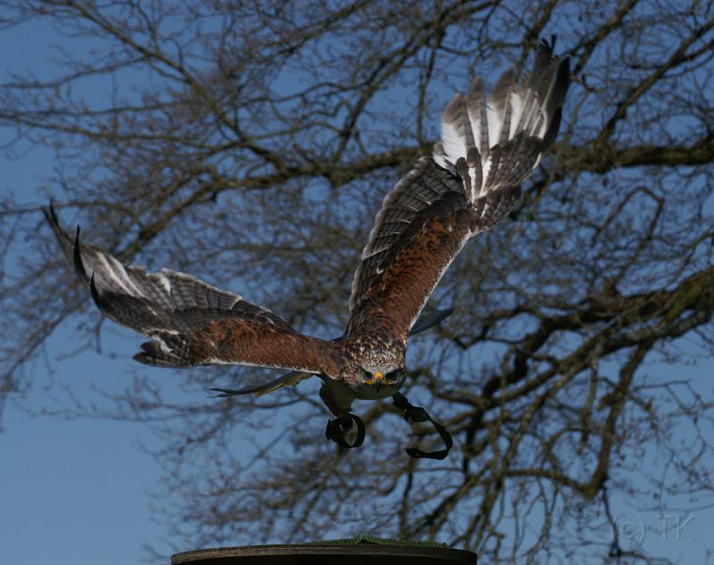 PICT85871_080420_Poing_c.jpg - Bussard